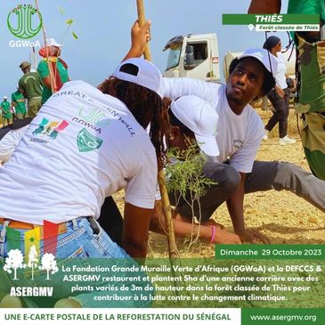 Water harvesting basins capturing rainfall around young trees